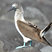 Blue-footed Booby